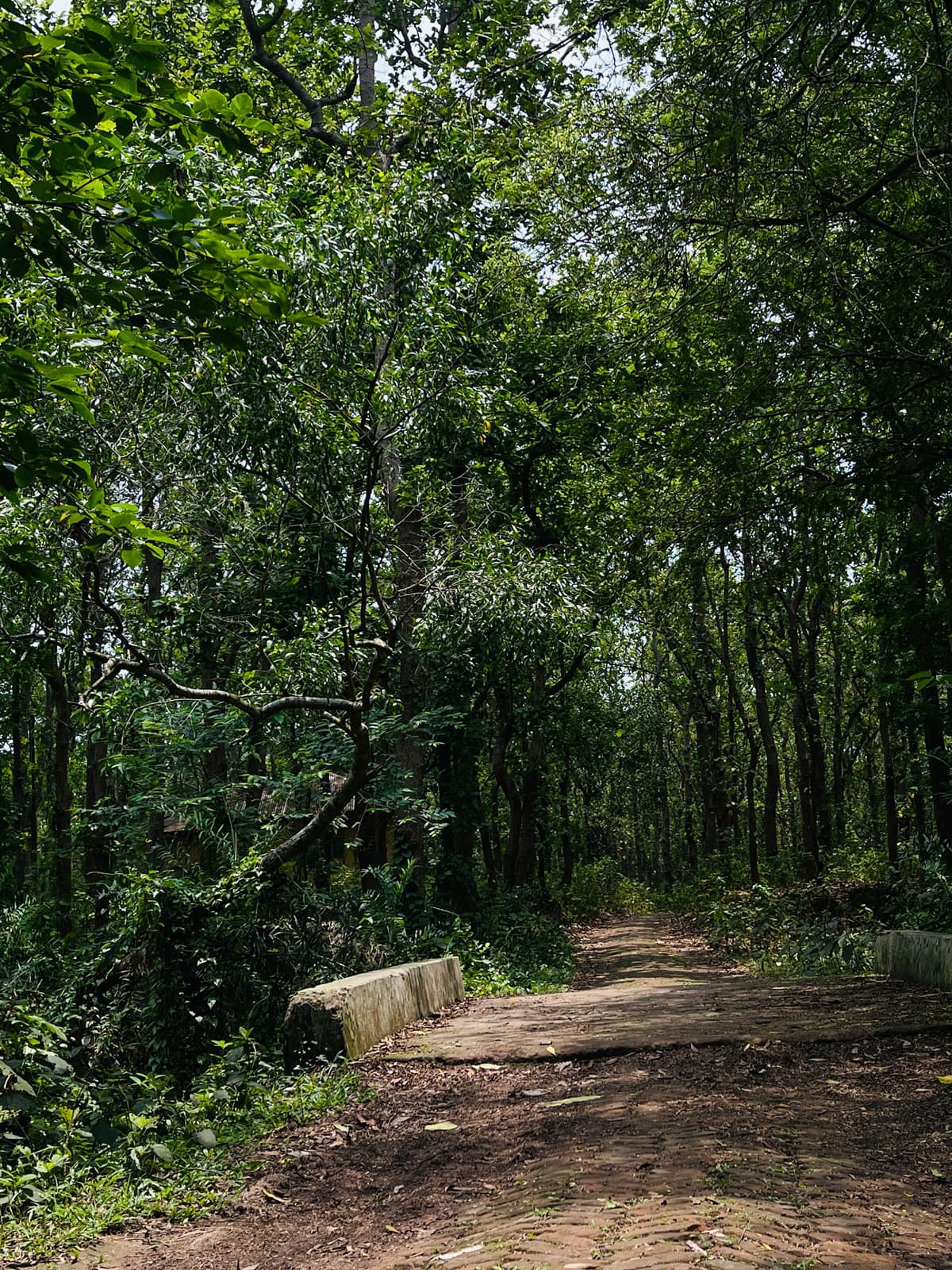Forest Cycling