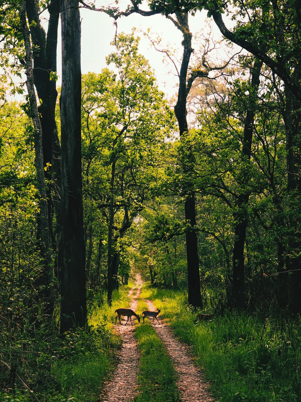 Hidden Forest Trails