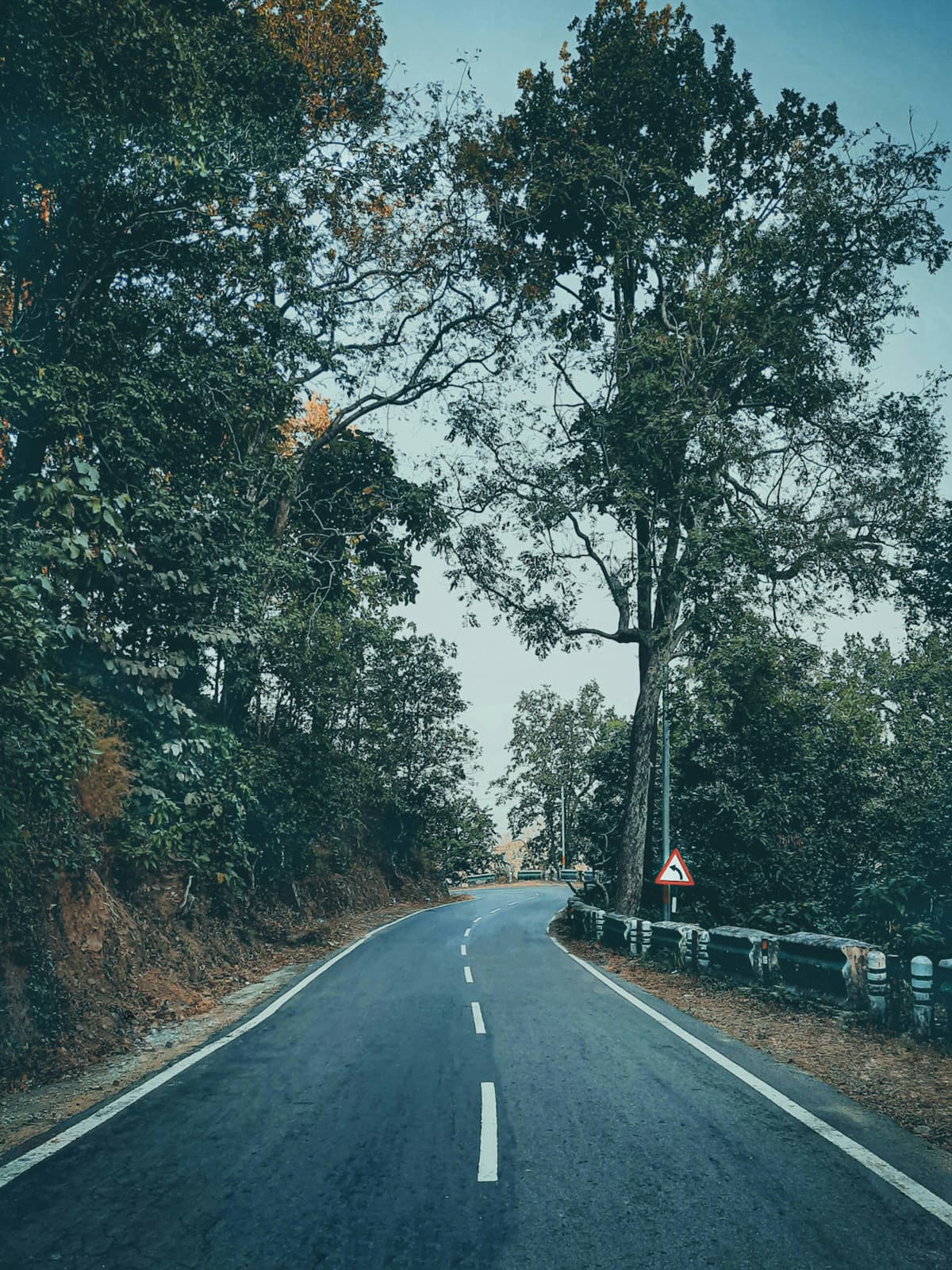 Forest Roads