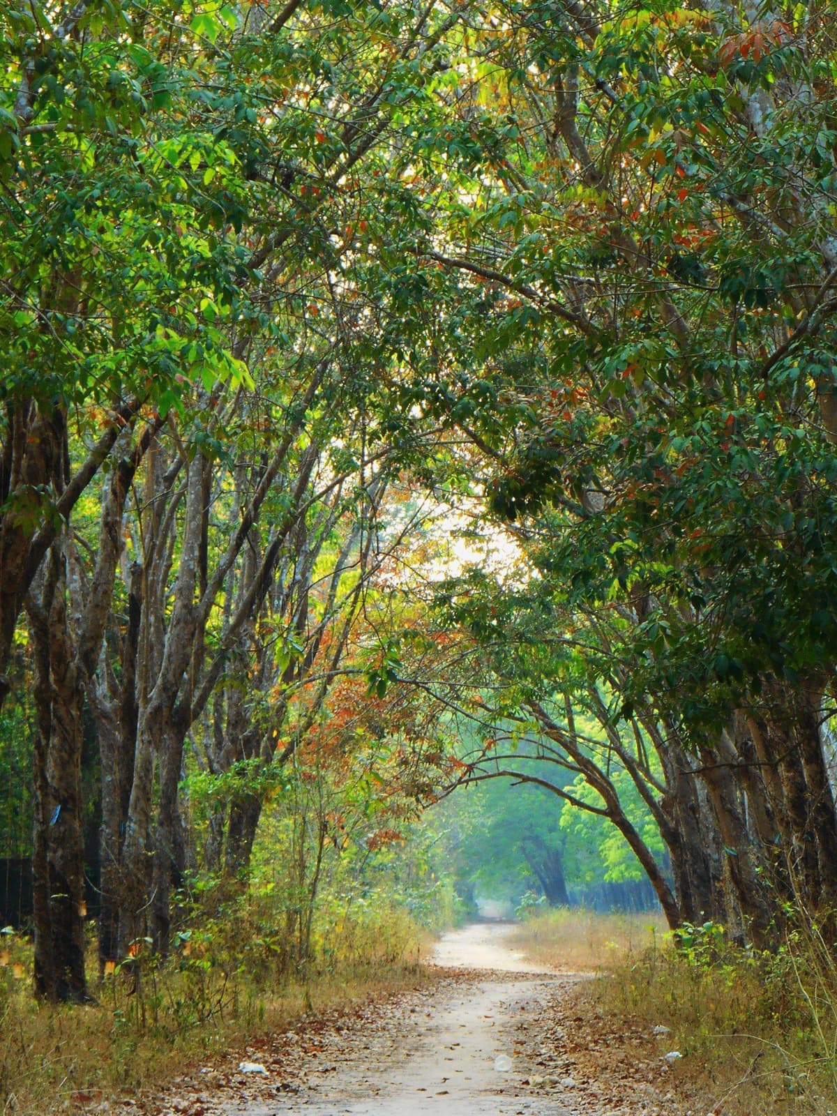The Forest We Create - Auroville & Pondicherry