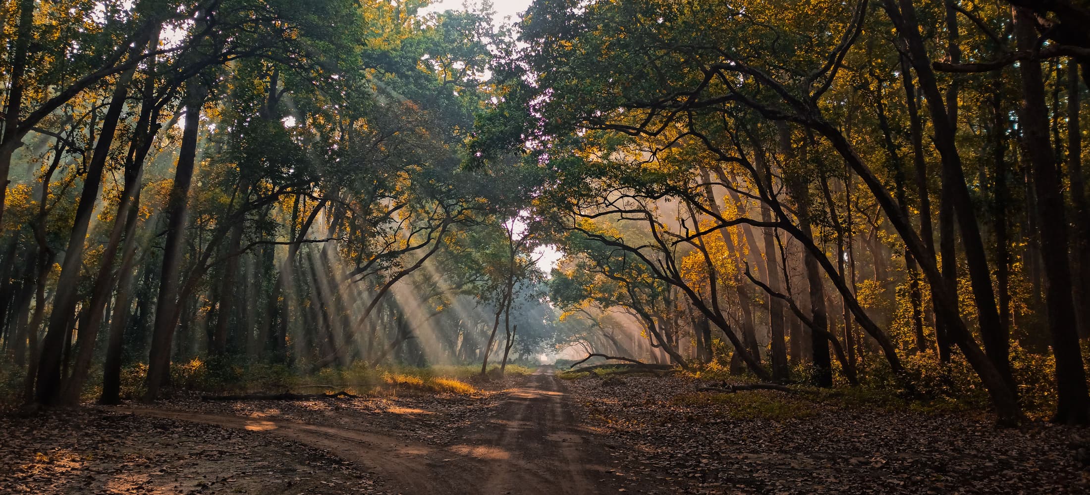 Cycling through Jim Corbett forest landscape