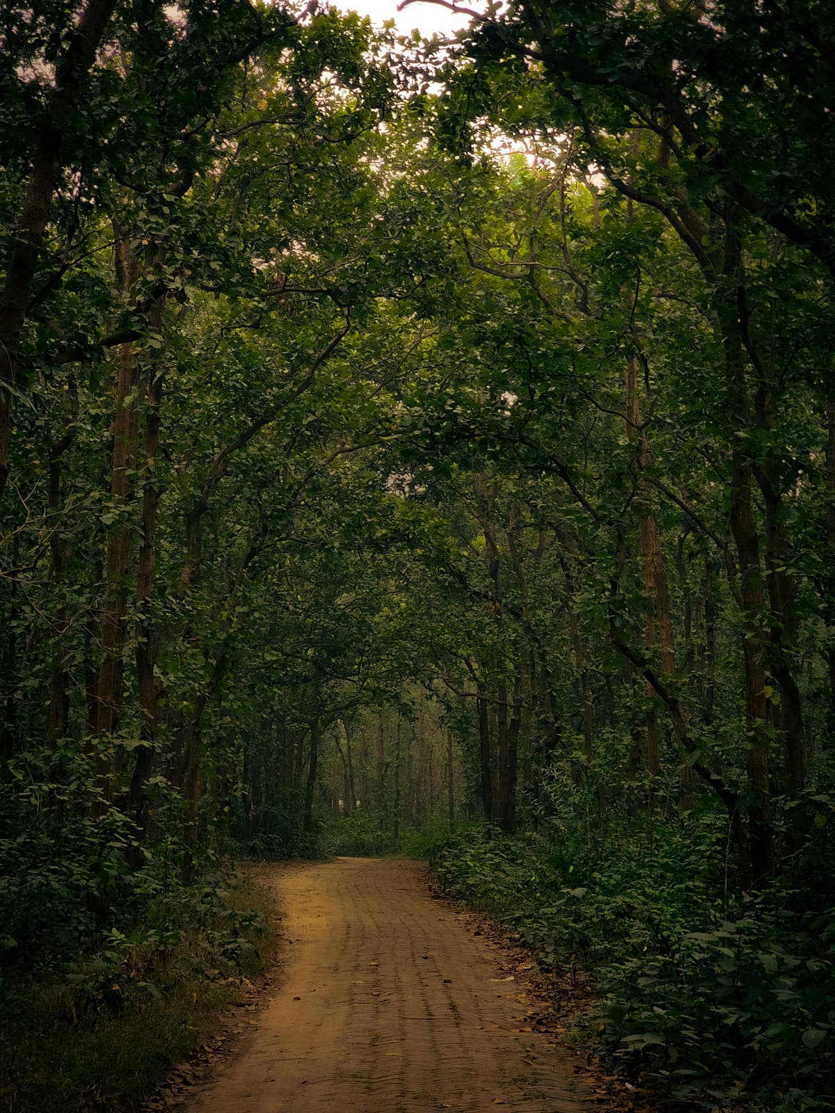 The Falling Water - Jim Corbett, Uttarakhand