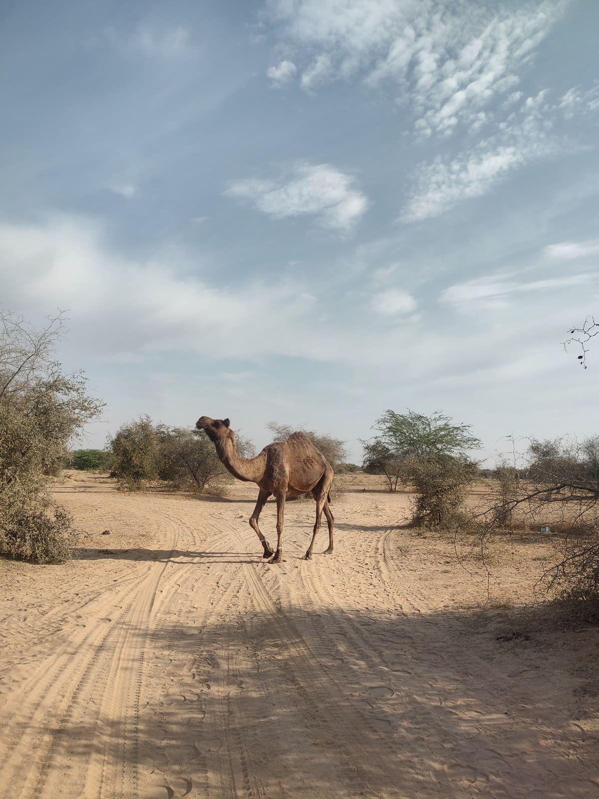 The Last Light - Pushkar, Rajasthan