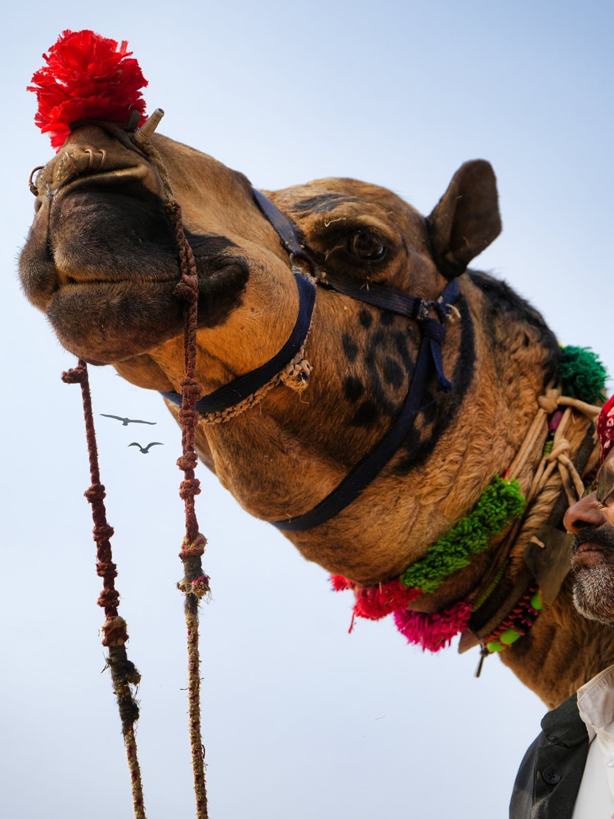Cycling through Pushkar, Rajasthan